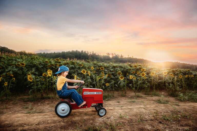 Child riding a tractor in sunflowers